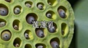 莲蓬乳是怎么形成的,成因、症状及预防措施