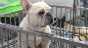 法牛犬,了解与养护之道